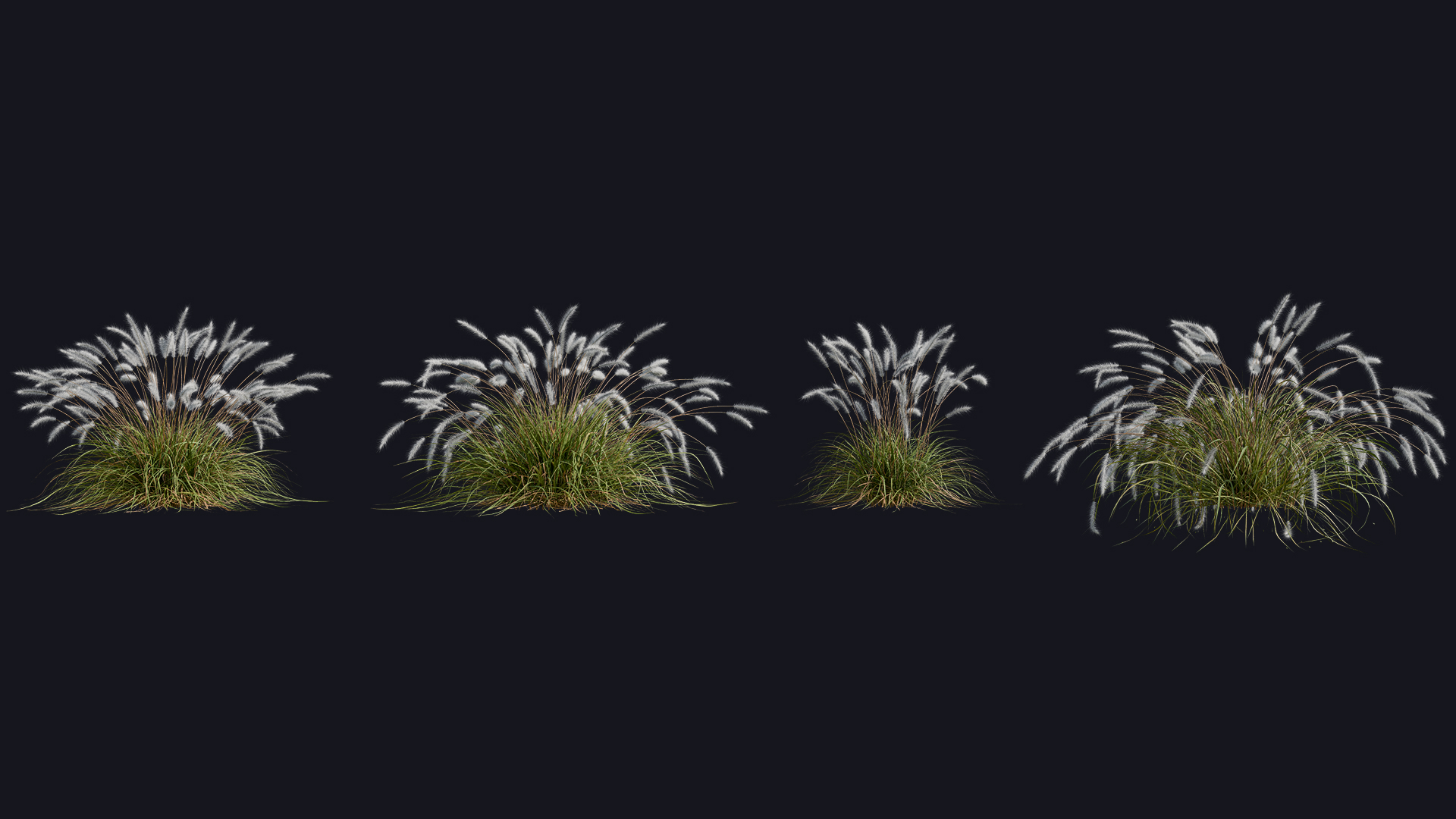 Fountain Grass preview